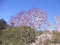 rra delle Concazze-20100402 100